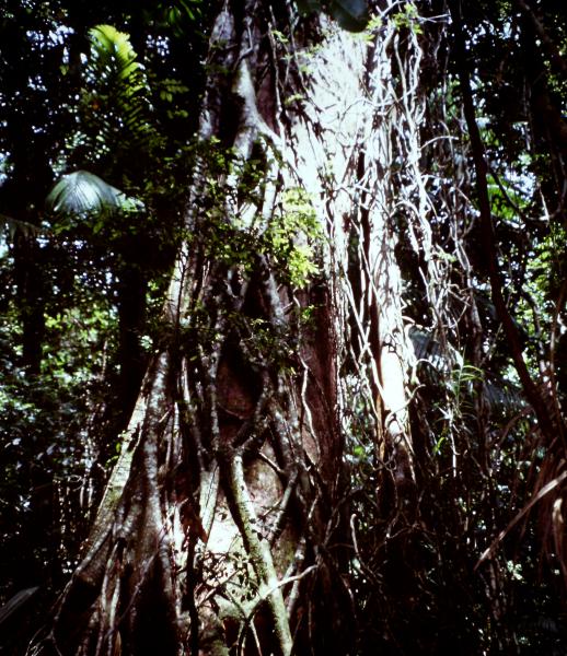 Fraser Island cosa vedere Australia