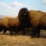 Museo di storia naturale di New York cosa vedere in cinque giorni