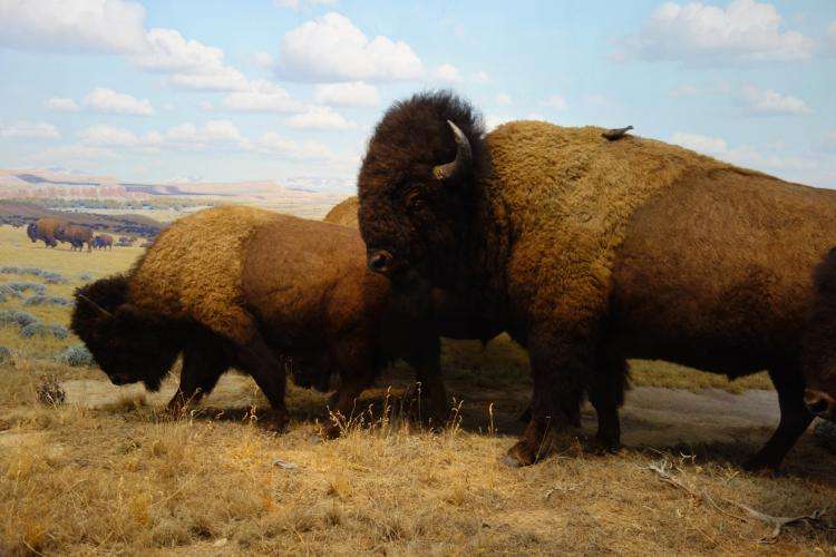 Museo di storia naturale di New York cosa vedere in cinque giorni