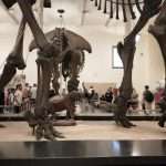 Museo Storia Naturale di New York cosa vedere in una settimana
