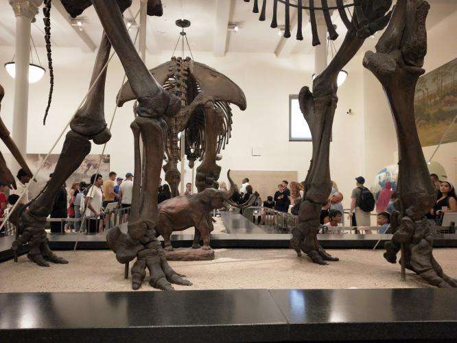 Museo Storia Naturale di New York cosa vedere in una settimana