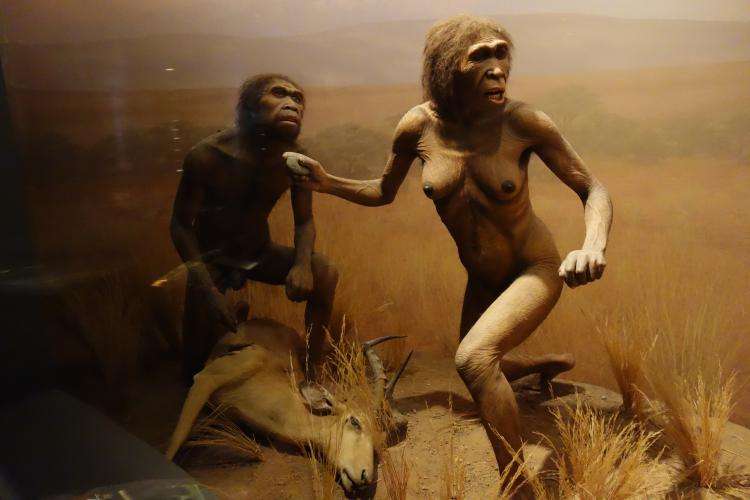 Museo di storia naturale di New York cosa vedere