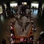 National History Museum di New York cosa vedere