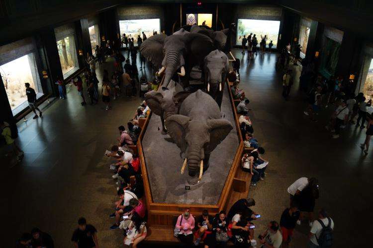 National History Museum di New York cosa vedere