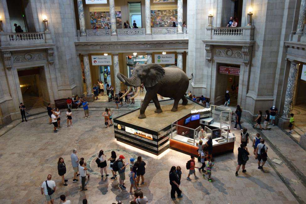 Museo Nazionale di Storia Naturale di Washington cosa vedere Museo Nazionale di Storia Naturale di Washington cosa vedere