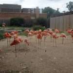 WASHINGTON ZOO COSA VEDERE Washington Zoo cosa vedere
