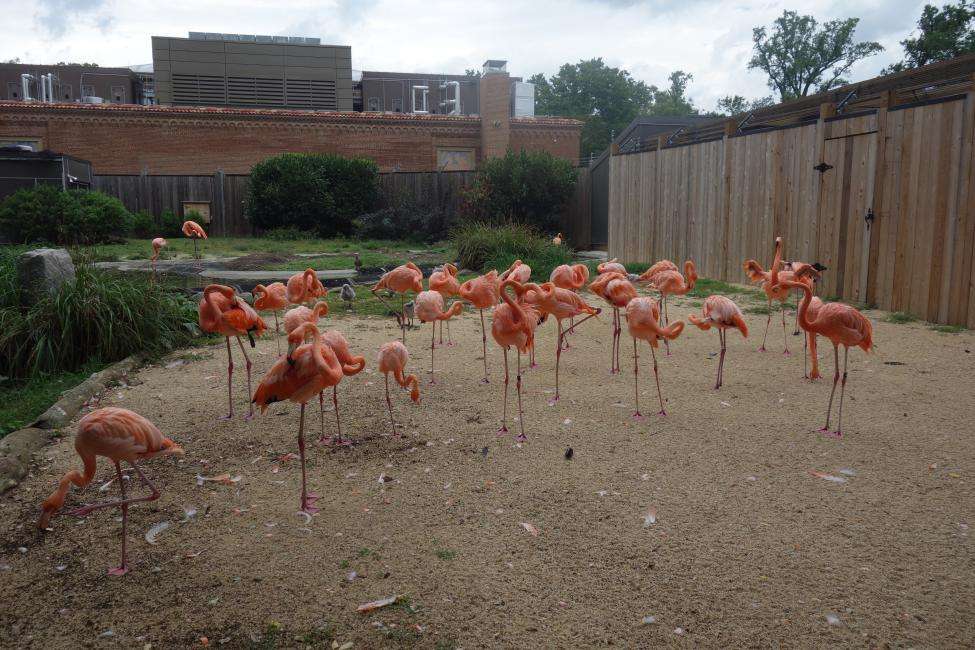 Washington Zoo cosa vedere Washington Zoo cosa vedere