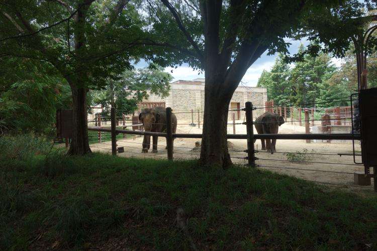 Washington Zoo cosa vedere