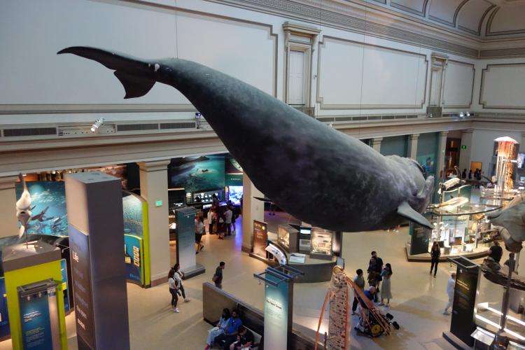 Museo Nazionale di Storia Naturale di Washington cosa vedere