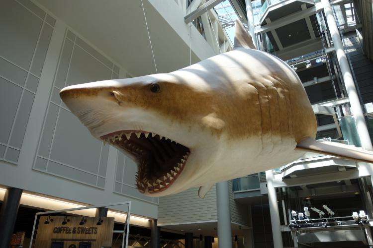 Museo Nazionale di Storia Naturale di Washington cosa vedere