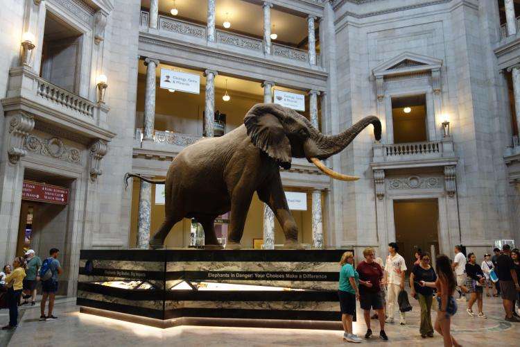 Museo Nazionale di Storia Naturale di Washington cosa vedere