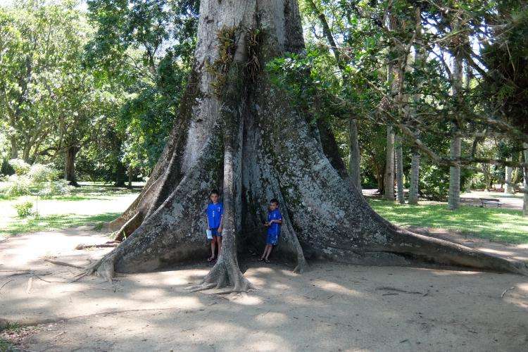 Giardino botanico di Rio de Janeiro cosa vedere
