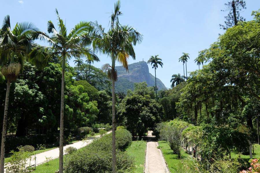 Giardino botanico di Rio de Janeiro cosa vedere Giardino botanico di Rio de Janeiro cosa vedere