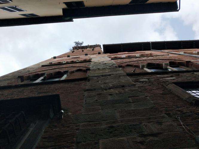 Torre Guinigi cosa vedere Lucca