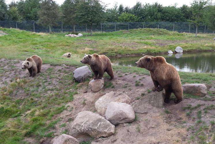 Scandinavisk Dyrepark cosa vedere Danimarca