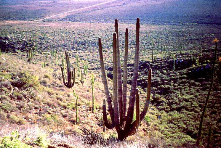 Baja California cosa vedere on the road Messico