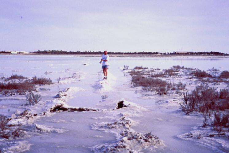 Guerrero Negro cosa vedere Baja California