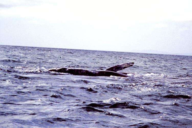 Whale Watching Baja California cosa vedere