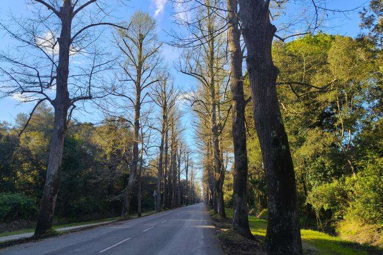 Viareggio cosa vedere Toscana